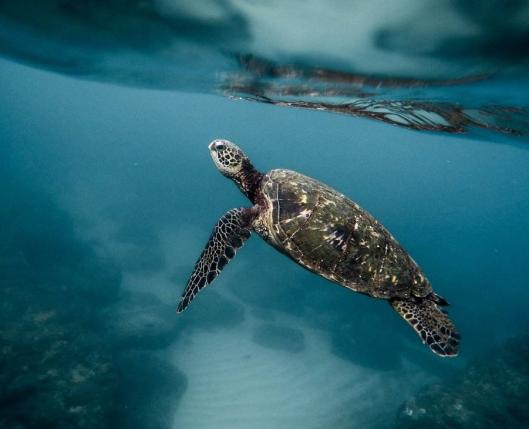 Tortugas en Akumal & Atik Tulum